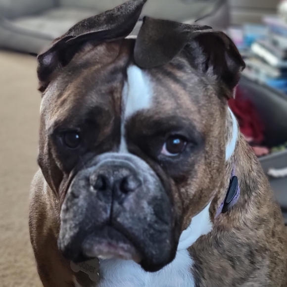 Meet your Posher, Julie - Picture 3 of 3